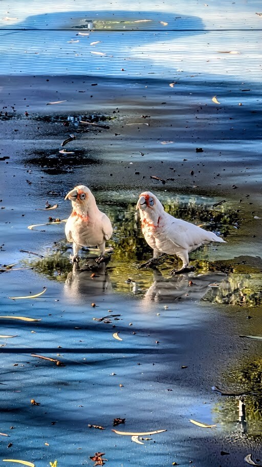 Two Birds Standing In Water